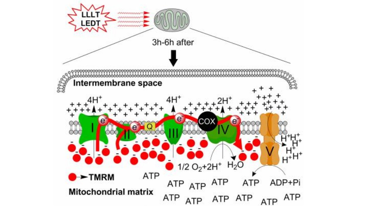 Accelerating Wound Healing